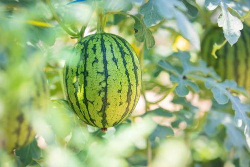 四川地方吃瓜事件视频,一场网络狂欢背后的地域文化冲突