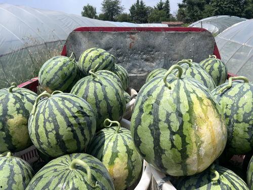 四川地方吃瓜事件视频,一场网络狂欢背后的地域文化冲突