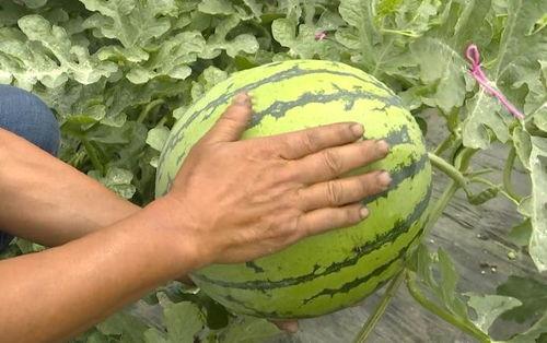 吴江绿地吃瓜事件视频最新,一场引发热议的邻里冲突瞬间