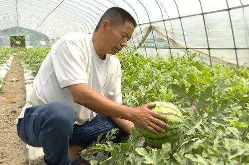 吴江绿地吃瓜事件视频最新,一场引发热议的邻里冲突瞬间