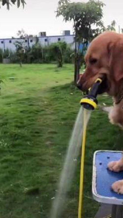 吃瓜狗搞笑视频大全免费观看,笑翻天！吃瓜狗搞笑视频大全免费畅享