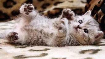 相扑猫吃瓜视频在哪,萌宠界的“摔跤大赛”