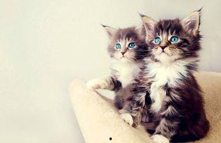 相扑猫吃瓜视频在哪,萌宠界的“摔跤大赛”