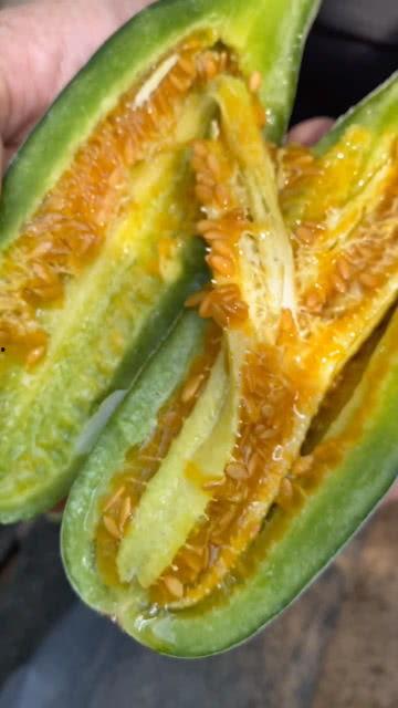 吃黄色瓜会被吸收吗视频,吃黄色瓜果，营养吸收真相大揭秘