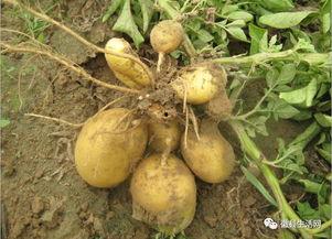 大宝徽县吃瓜视频,揭秘当地美食文化盛宴