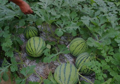 河南滑县网红视频吃瓜,揭秘当地特色美食文化