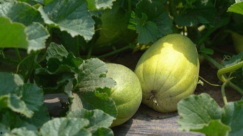 渤海理工吃瓜视频,揭秘校园热点事件背后的真相