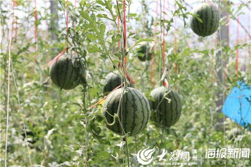 渤海理工吃瓜视频,揭秘校园热点事件背后的真相