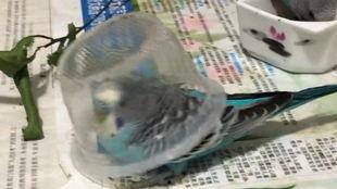 小蓝吃瓜视频,揭秘娱乐圈幕后故事