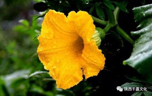 吃瓜花的视频大全,趣味横生的瞬间集锦