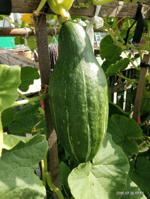 吃瓜花的视频大全,趣味横生的瞬间集锦