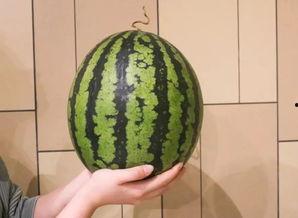 吃瓜花的视频大全,趣味横生的瞬间集锦