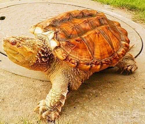 刘大瓜吃鳄龟那段视频,惊险吃播引网友热议