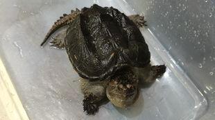 刘大瓜吃鳄龟那段视频,惊险吃播引网友热议