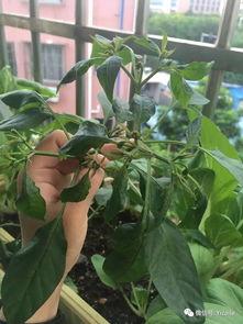 吃瓜掉叶子视频,揭秘植物界的奇异现象