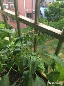 吃瓜掉叶子视频,揭秘植物界的奇异现象