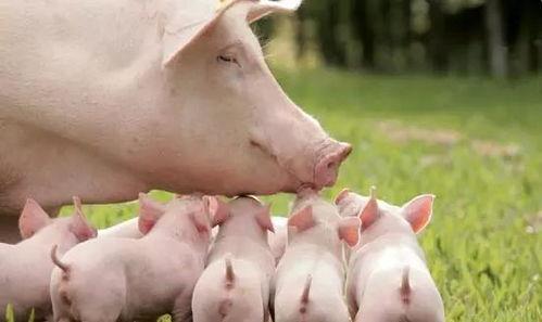 喂猪吃瓜视频大全下载安装,趣味养殖新风尚