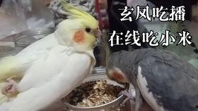 小杨哥遛鸟吃瓜视频大全,欢乐视频大盘点