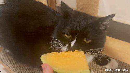 动物们吃哈密瓜的视频,动物们的哈密瓜美食之旅