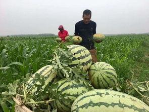 河南民众吃瓜是真的吗视频,一场网络热议背后的真实情况