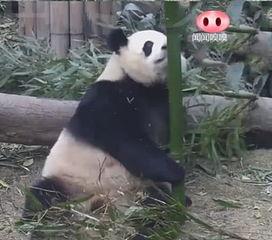 熊猫吃狗头瓜的视频故事,狗头瓜的神秘传说