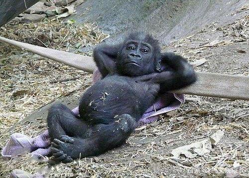 猩猩吃云南小瓜视频,一场跨物种的美食之旅