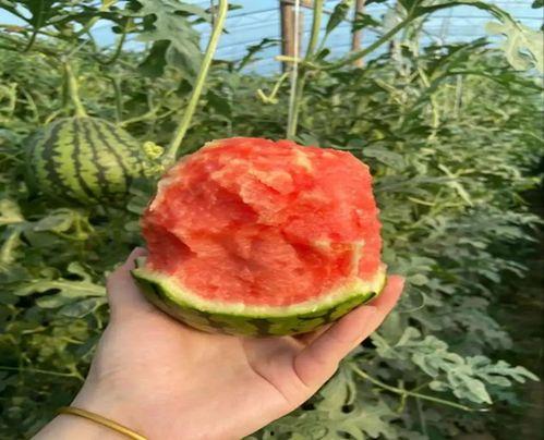 最美阳光网红吃瓜视频,揭秘最美吃瓜瞬间