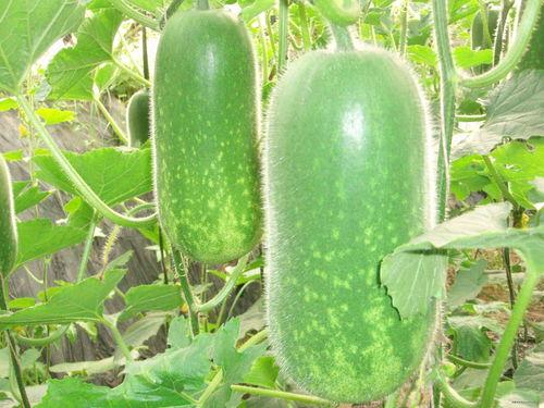 吃瓜搞怪配乐视频大全,音乐狂欢盛宴！