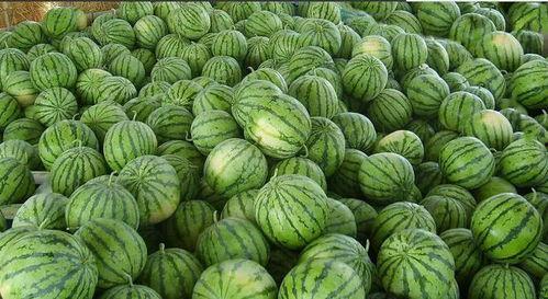 大悟有趣吃瓜视频,大悟吃瓜达人带你领略趣味视频盛宴