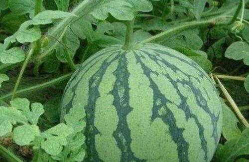 大悟有趣吃瓜视频,大悟吃瓜达人带你领略趣味视频盛宴