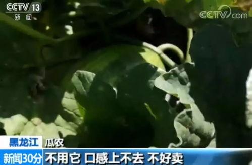 请你吃瓜的视频