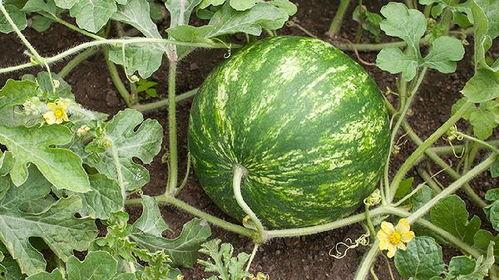 吃大瓜胖人吗会胖吗视频,吃大瓜真的会胖吗？揭秘水果热量与体重关系