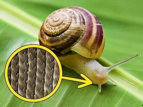 蜗牛吃酥瓜嘛会死吗视频,揭秘生存之谜