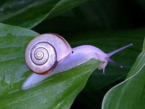 蜗牛吃酥瓜嘛会死吗视频,揭秘生存之谜