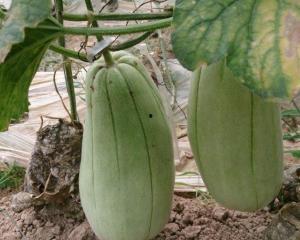 小伙吃脆瓜视频